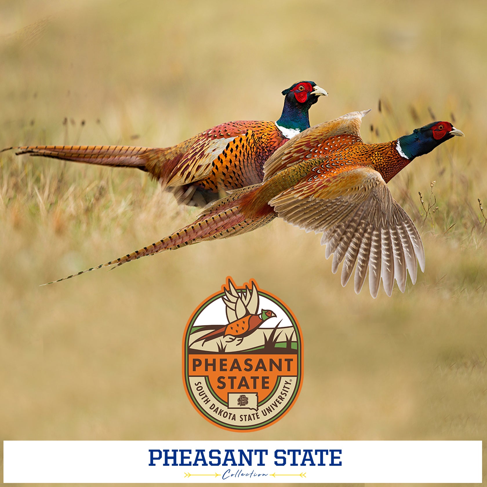 South Dakota State Jackrabbits - Pheasant State