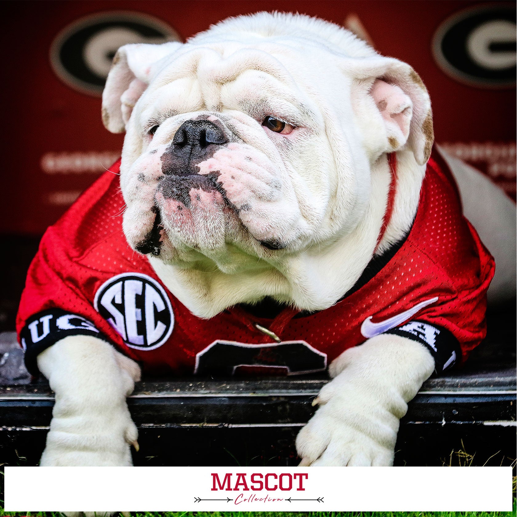 Georgia Bulldogs - Mascot