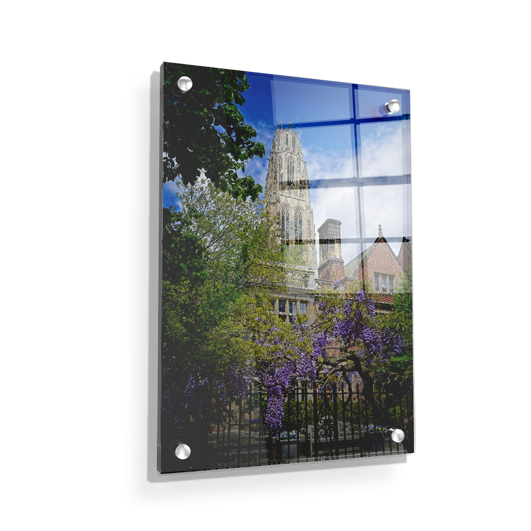 Yale Bulldogs - Springtime Harkness Tower - College Wall Art #Acrylic