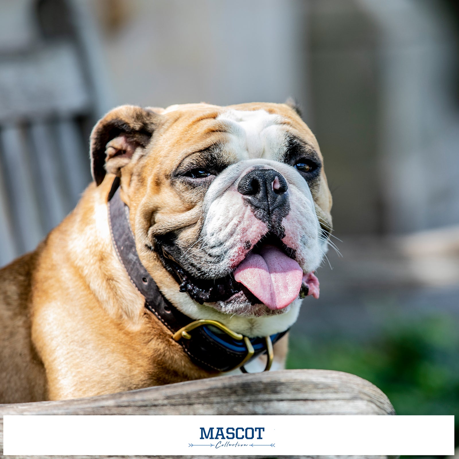 Yale Bulldogs - Mascot