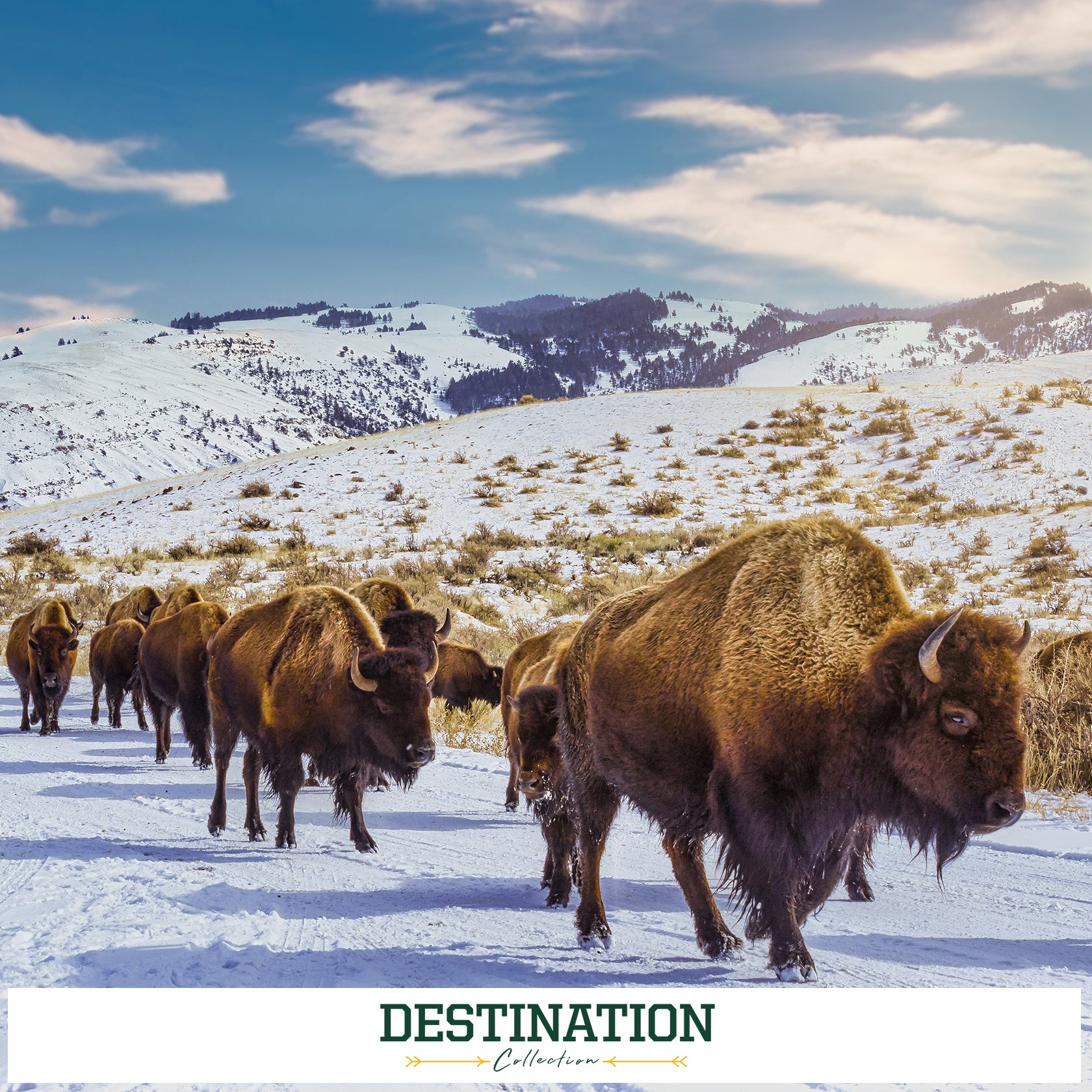 North Dakota State Bison - Destination