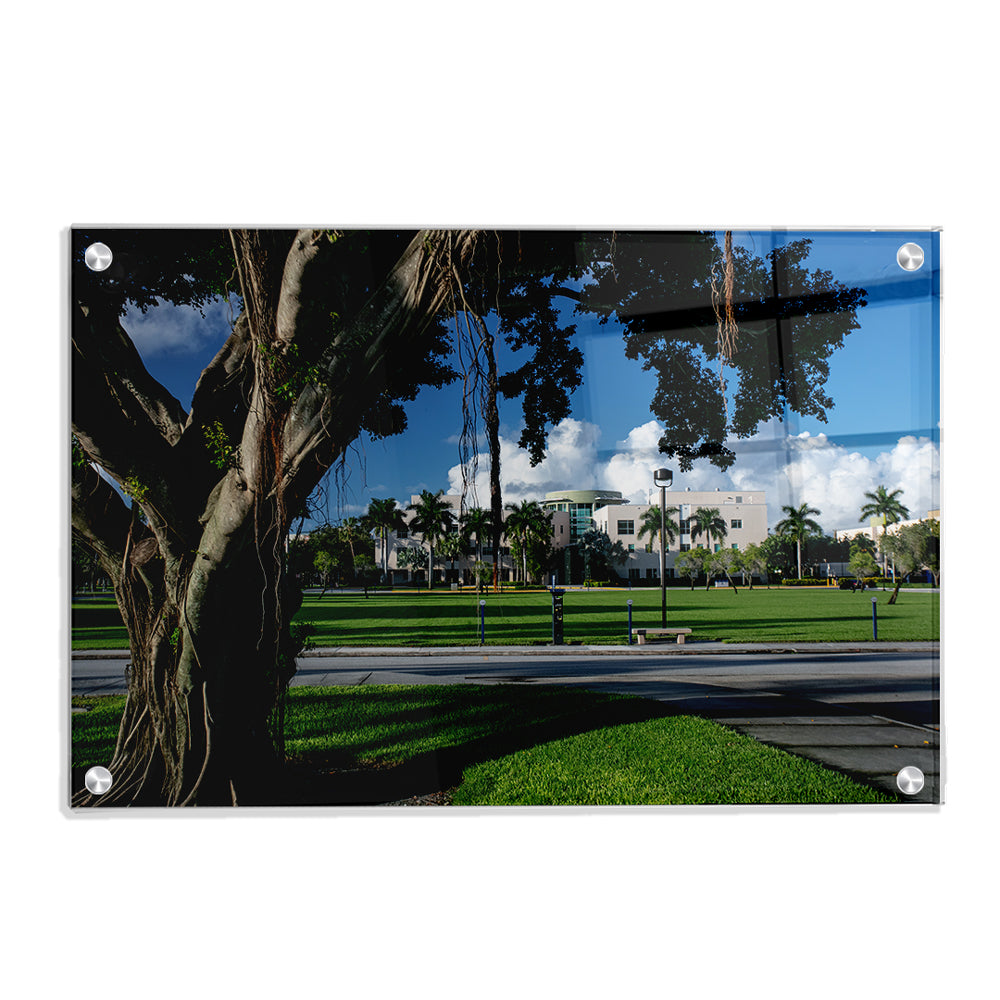 Florida Atlantic Owls - Banyan Tree - College Wall Art #Canvas