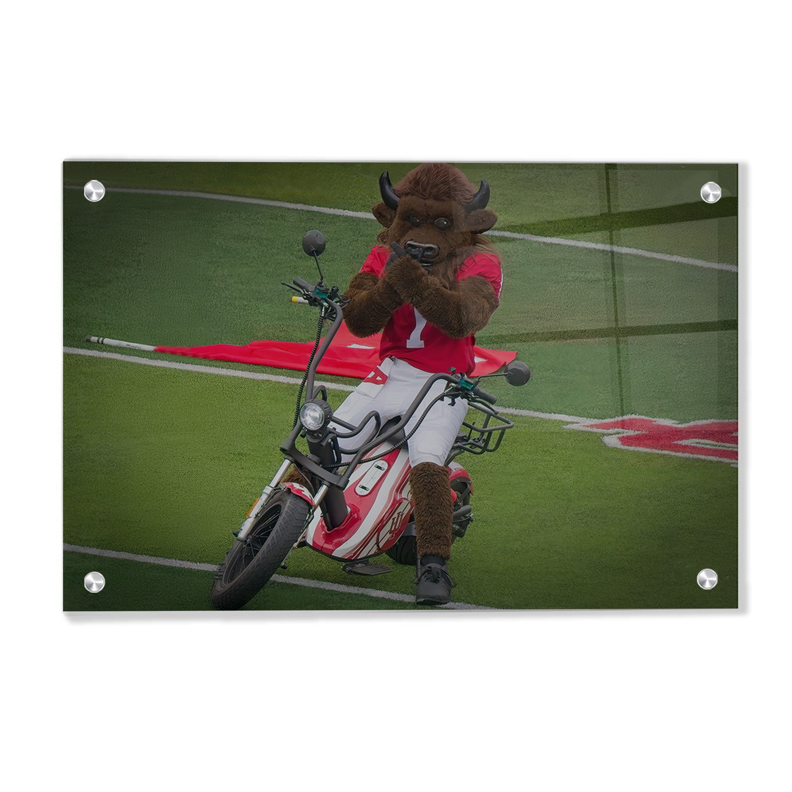 Indiana Hoosiers - Hoosier the Bison Easy Rider - College Wall Art #Canvas