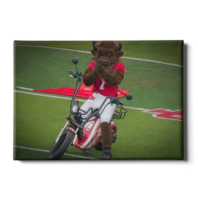 Indiana Hoosiers - Hoosier the Bison Easy Rider - College Wall Art #Canvas
