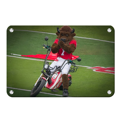 Indiana Hoosiers - Hoosier the Bison Easy Rider - College Wall Art #Metal