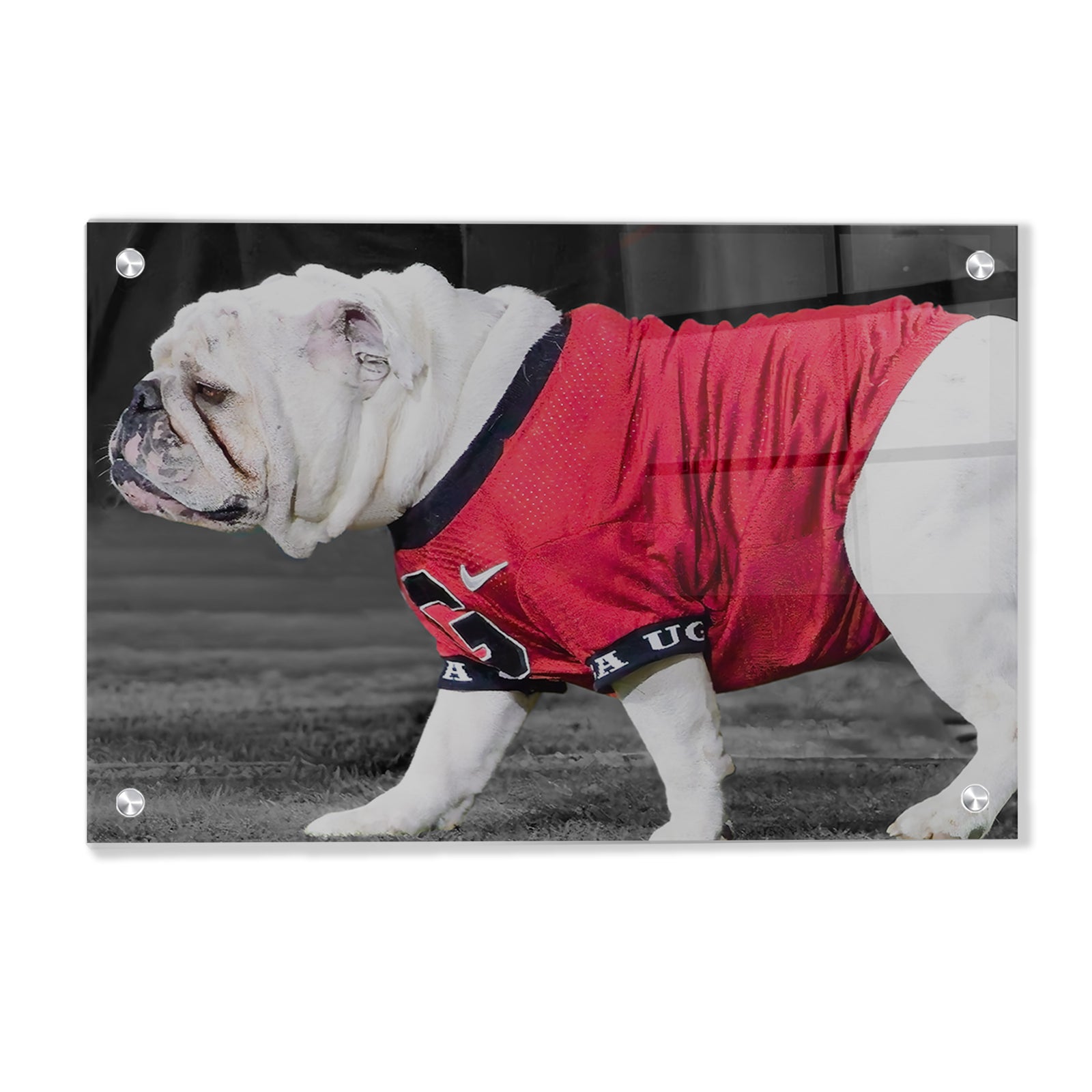 Georgia Bulldogs - Uga XI - College Wall Art #Canvas