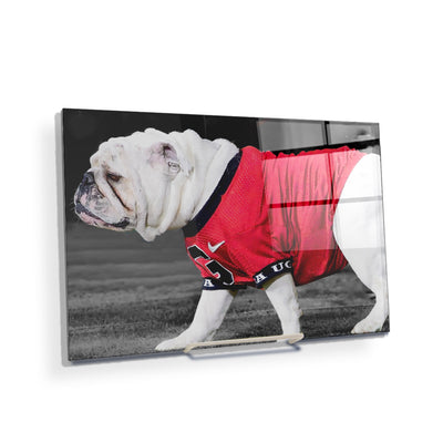 Georgia Bulldogs - Uga XI - College Wall Art #Acrylic Mini