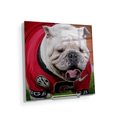 Georgia Bulldogs - Boom's Curled Tongue - College Wall Art #Acrylic Mini