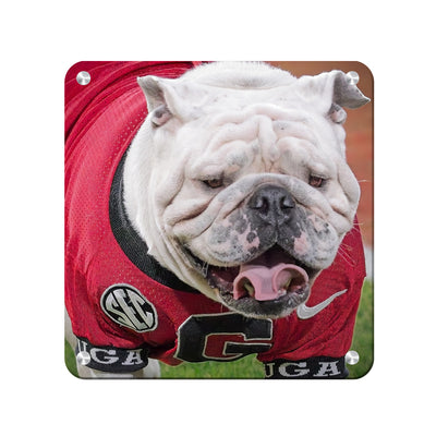 Georgia Bulldogs - Boom's Curled Tongue - College Wall Art #Metal