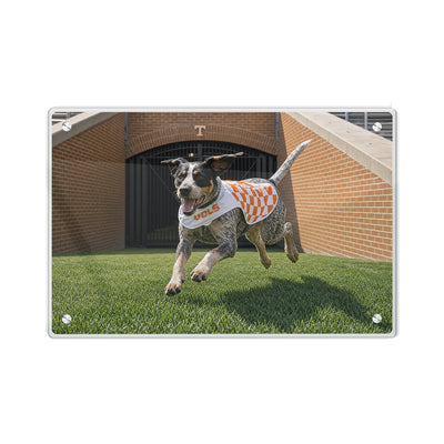 Tennessee Volunteers - Smokey XII - College Wall Art #Acrylic