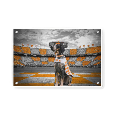 Tennessee Volunteers - Smokey's Watch - College Wall Art #Acrylic