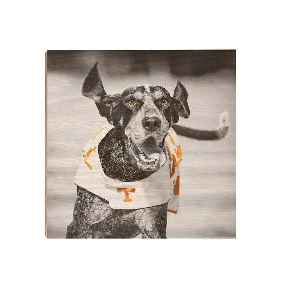 Tennessee Volunteers - Smokey TD - College Wall Art #Canvas