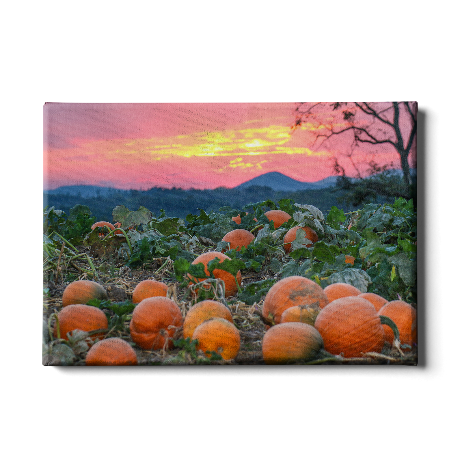 Sunset Pumpkin Patch - College Wall Art#Canvas