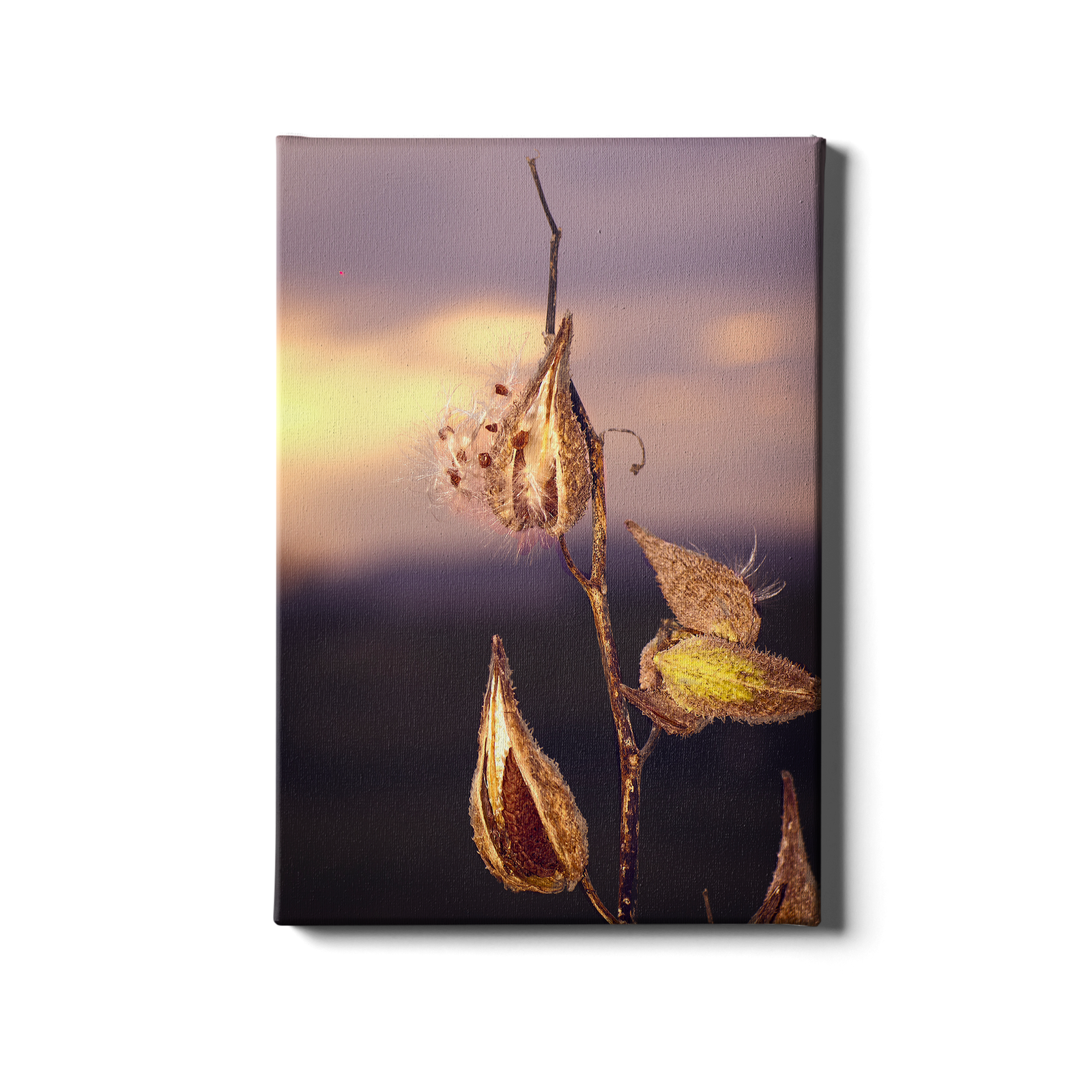 Milk Weed - College Wall Art