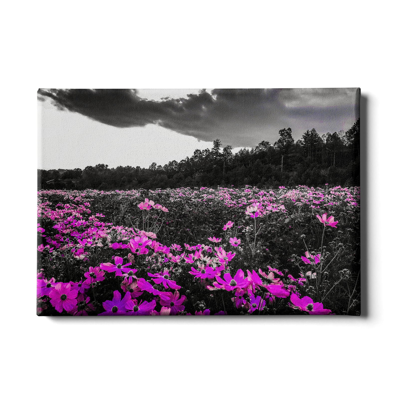 Purple Fields - College Wall Art