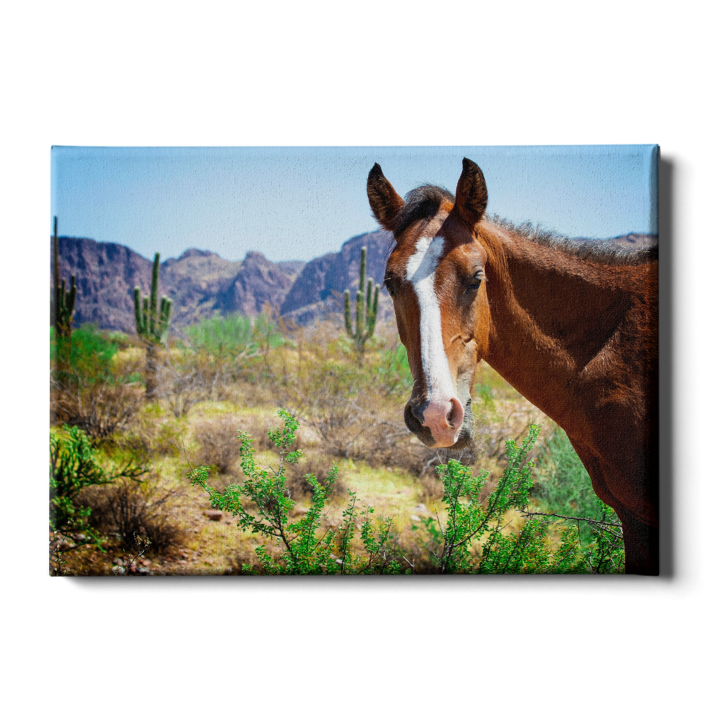 Wild Horses of Salt River Arizona - College Wall Art