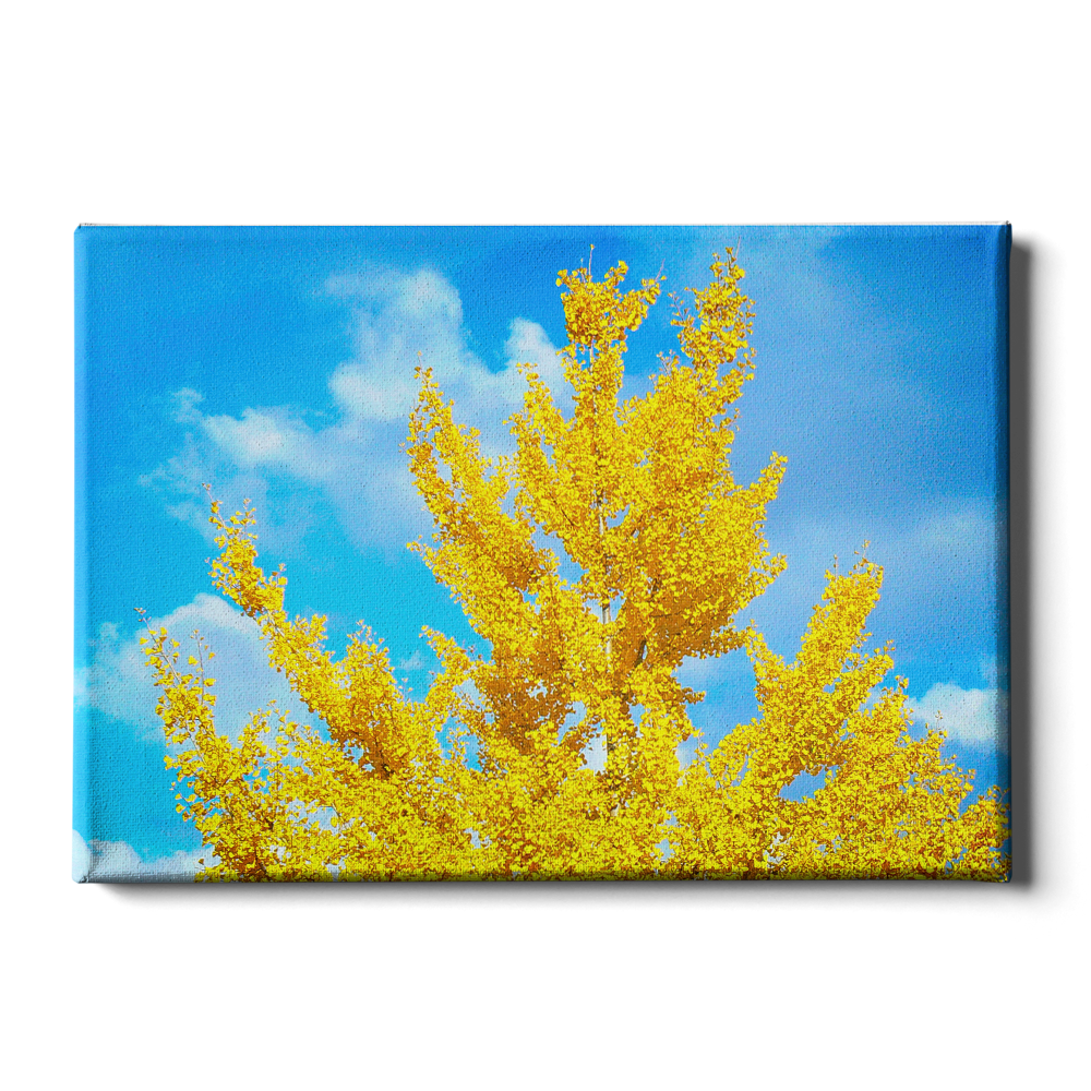 Autumn Gold - College Wall Art