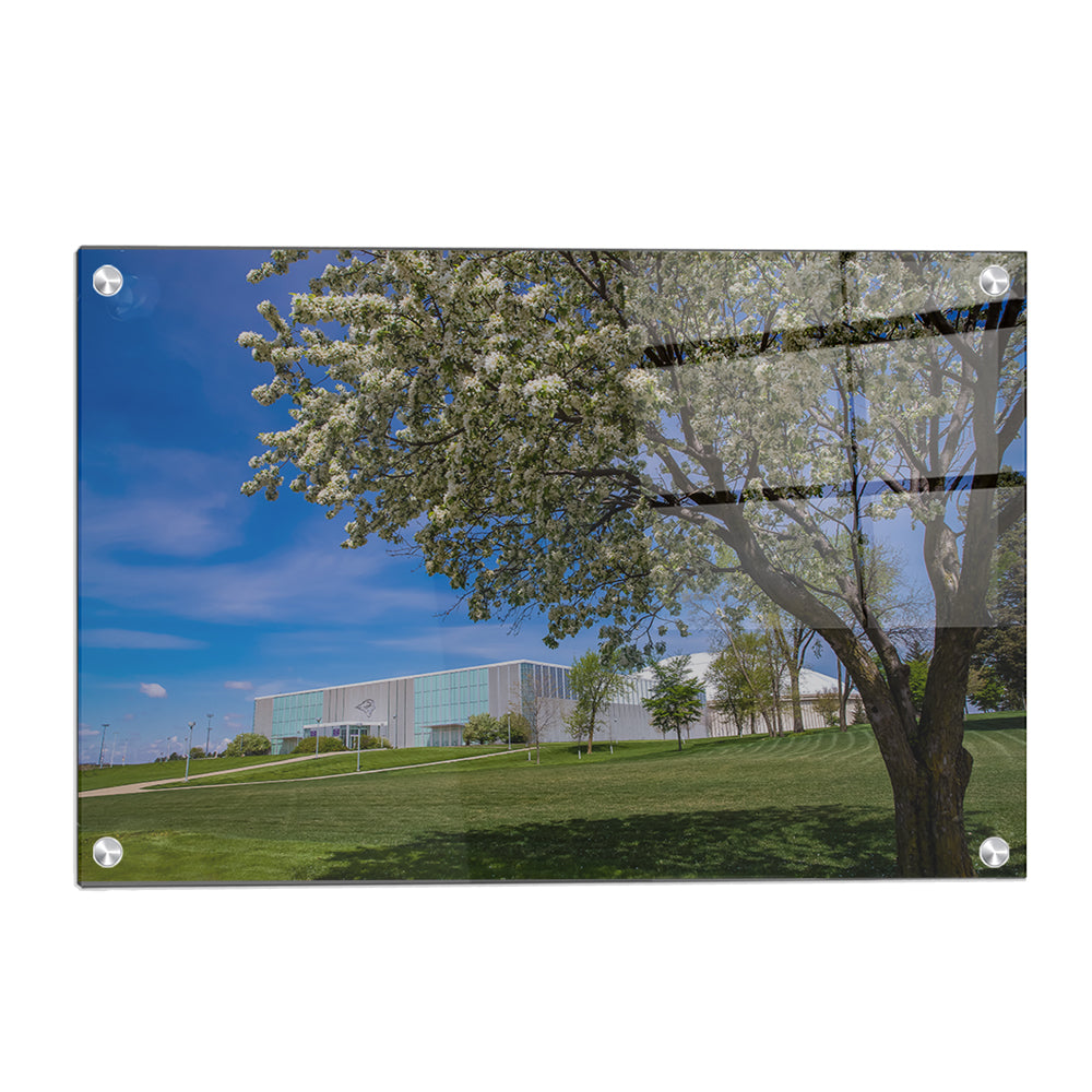 Northern Iowa Panthers - Uni Cherry Blossom - College Wall Art #Canvas