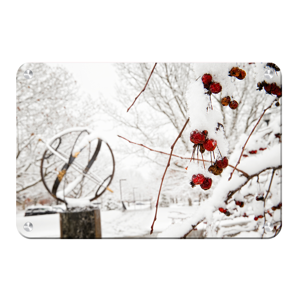 Miami RedHawks<sub>&reg;</sub> - Winter Crab Apples - College Wall Art#Canvas