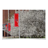 Miami RedHawks<sub>&reg;</sub> - Miami Cherry Blossoms - College Wall Art #Poster