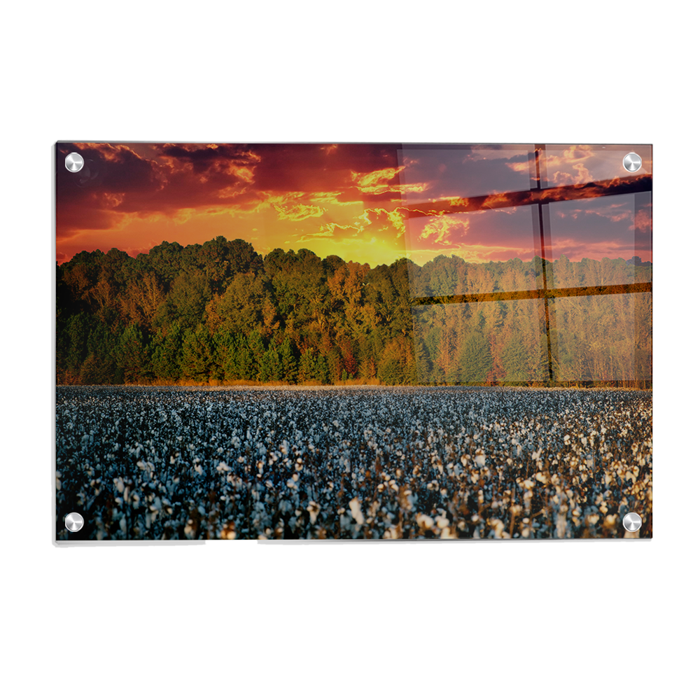 Ole Miss Rebels - Mississippi Cotton - College Wall Art #Canvas