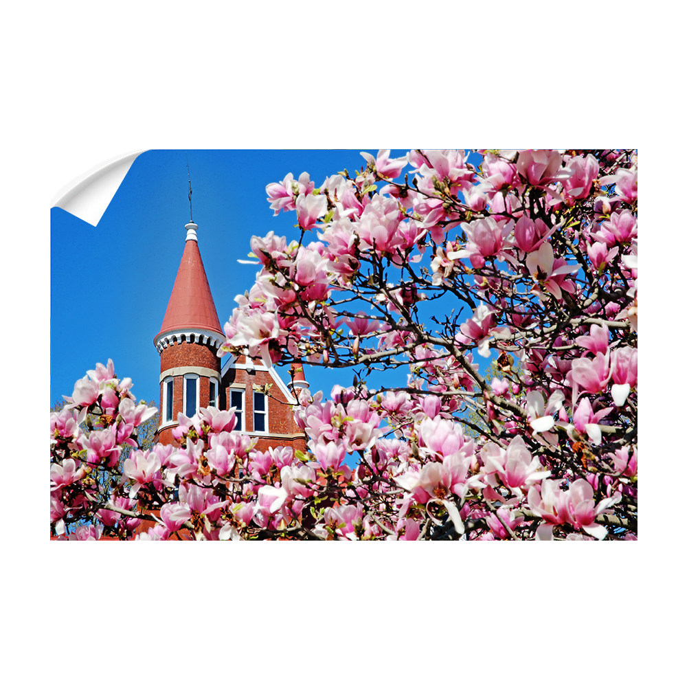 Ole Miss Rebels - Cherry Blossom Ventress - College Wall Art #Canvas