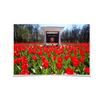 Ole Miss Rebels - Spring Flowers - College Wall Art #Poster