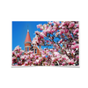 Ole Miss Rebels - Cherry Blossom Ventress - College Wall Art #Poster