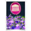 Ole Miss Rebels - Ole Miss Honey Bee -College Wall Art #Poster