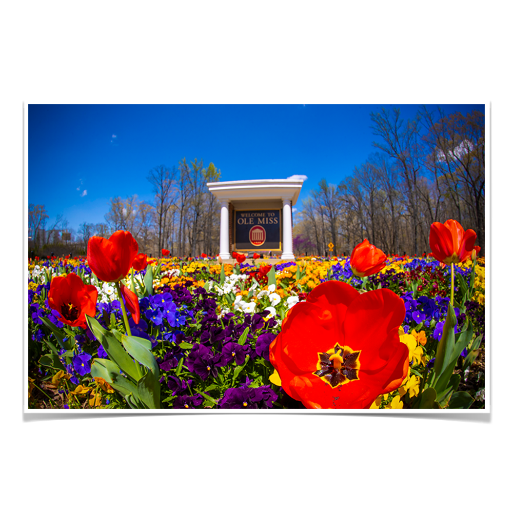 Ole Miss Rebels - 2021 Tulip Circle - College Wall Art #Canvas