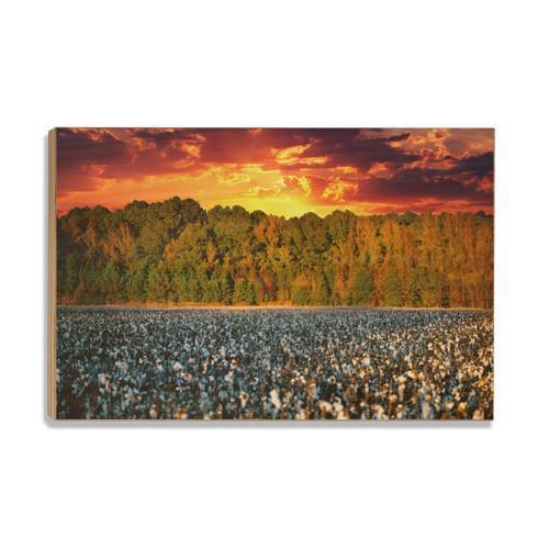 Ole Miss Rebels - Mississippi Cotton - College Wall Art #Canvas