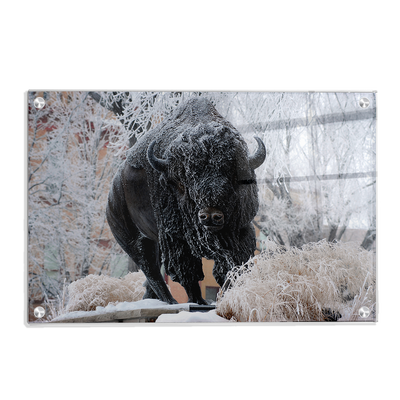 North Dakota State Bisons - Bison Snow - College Wall Art #Acrylic