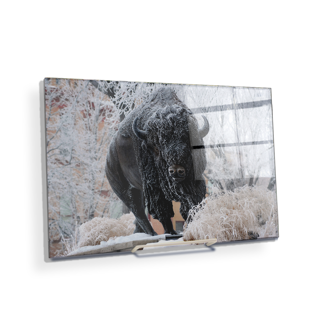 North Dakota State Bisons - Bison Snow - College Wall Art #Canvas