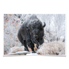 North Dakota State Bisons - Bison Snow - College Wall Art #Poster