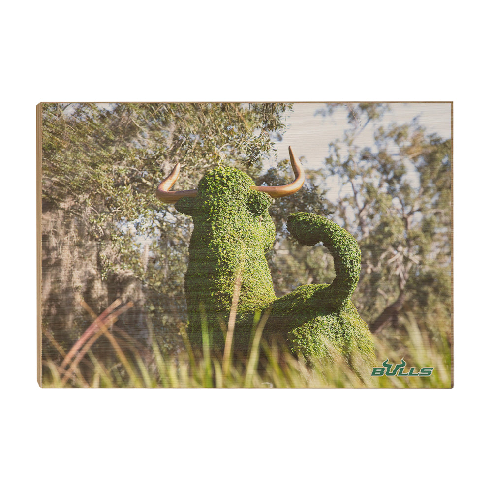 USF Bulls - Bull Watch - College Wall Art #Canvas