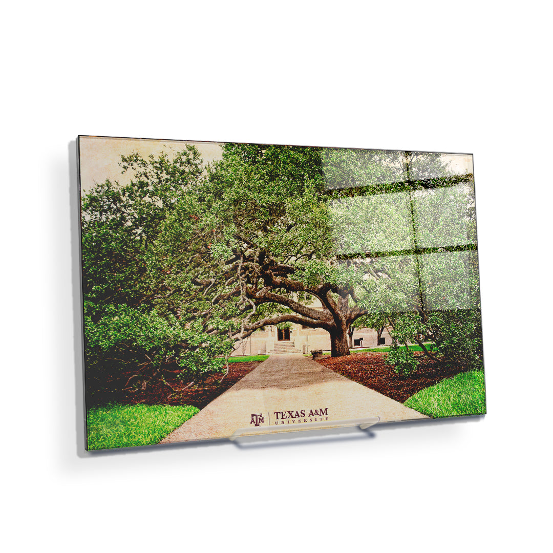 Texas A&M - Century Tree - College Wall Art - College Wall Art #Canvas