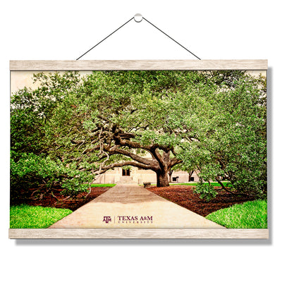 Texas A&M - Century Tree - College Wall Art - College Wall Art #Hanging Canvas