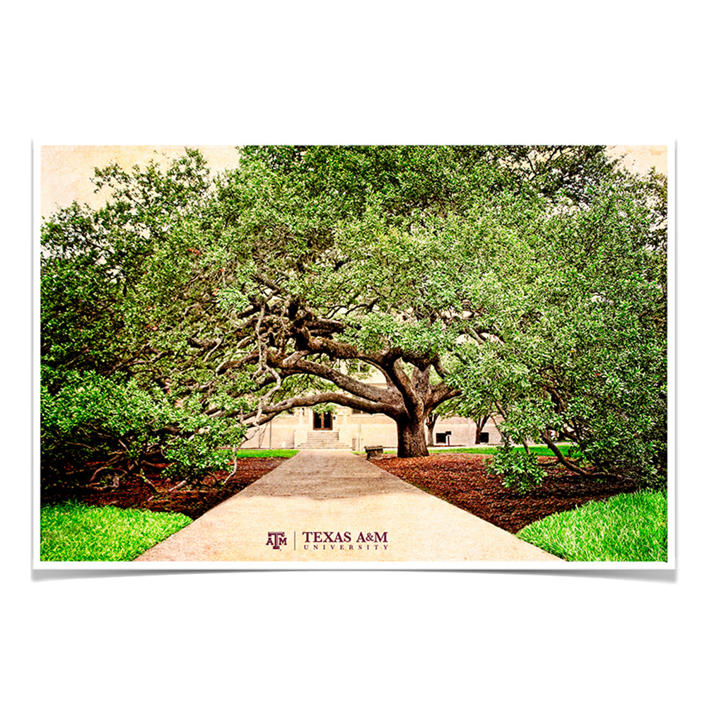 Texas A&M - Century Tree - College Wall Art - College Wall Art #Canvas