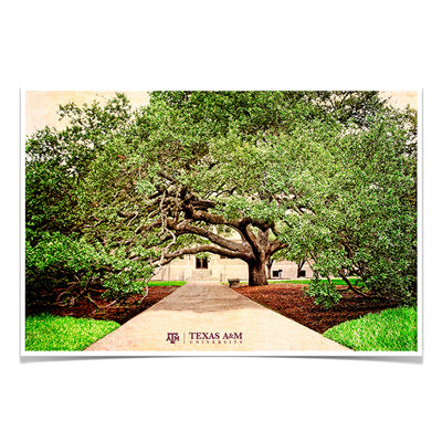 Texas A&M - Century Tree - College Wall Art - College Wall Art #Poster