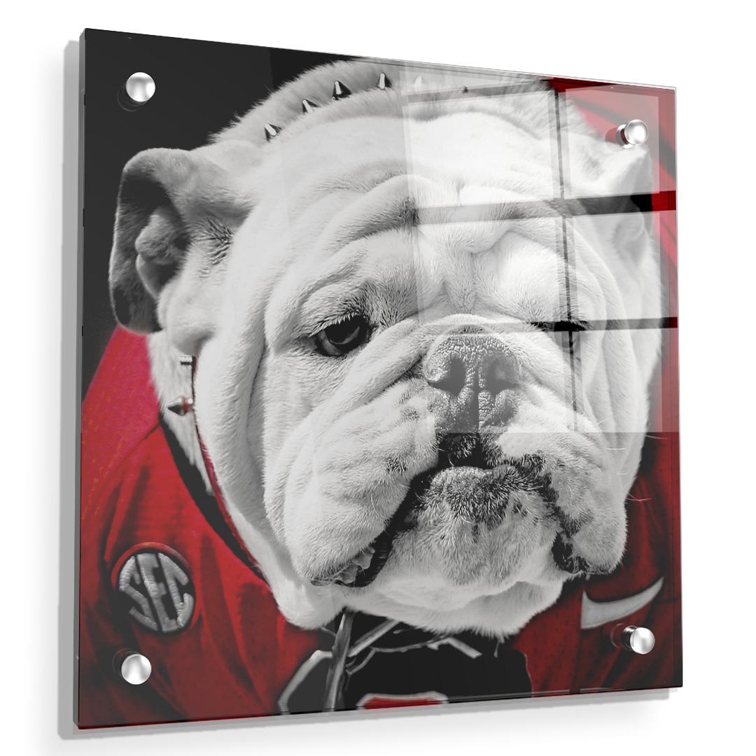 Georgia Bulldogs - Uga Close Up - College Wall Art #Canvas