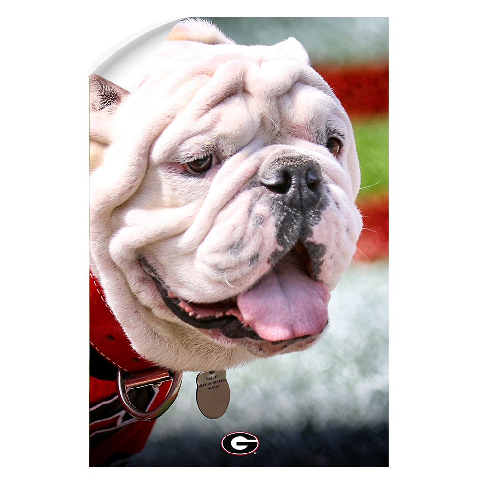 Georgia Bulldogs - Uga Portrait - College Wall Art #Canvas