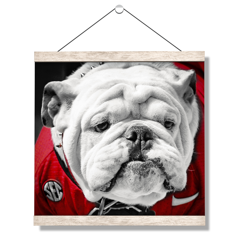 Georgia Bulldogs - Uga Close Up - College Wall Art #Canvas