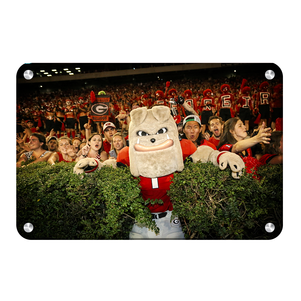 Georgia Bulldogs - Hairy in the Hedges - College Wall Art #Canvas