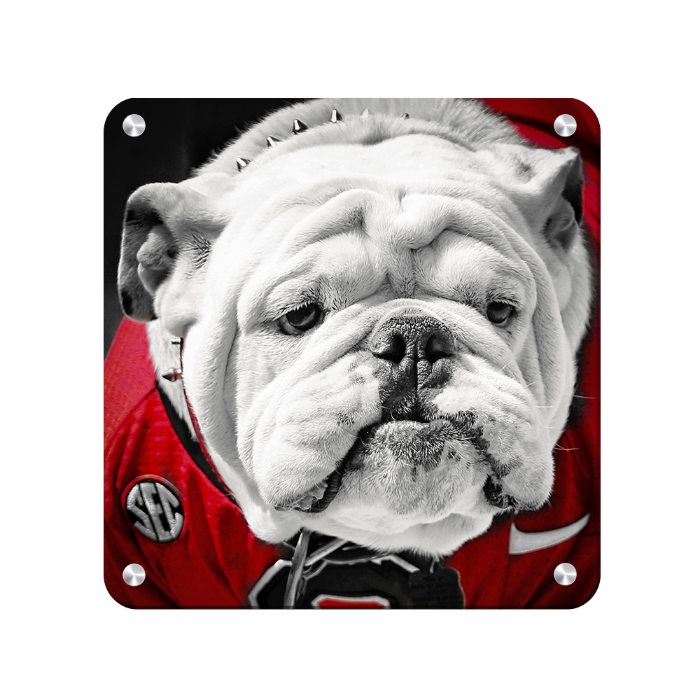 Georgia Bulldogs - Uga Close Up - College Wall Art #Canvas