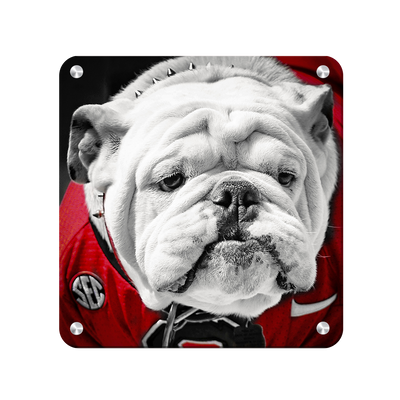 Georgia Bulldogs - Uga Close Up - College Wall Art #Max Metal