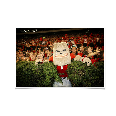 Georgia Bulldogs - Hairy in the Hedges - College Wall Art #Poster