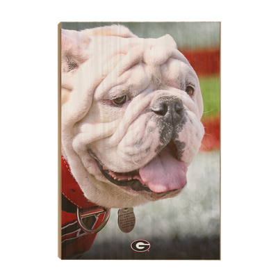 Georgia Bulldogs - Uga Portrait - College Wall Art #Wood