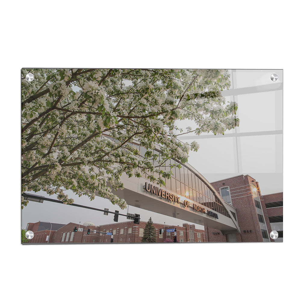 North Dakota Fighting Hawks - University of North Dakota Cherry Blossoms - College Wall Art #Canvas