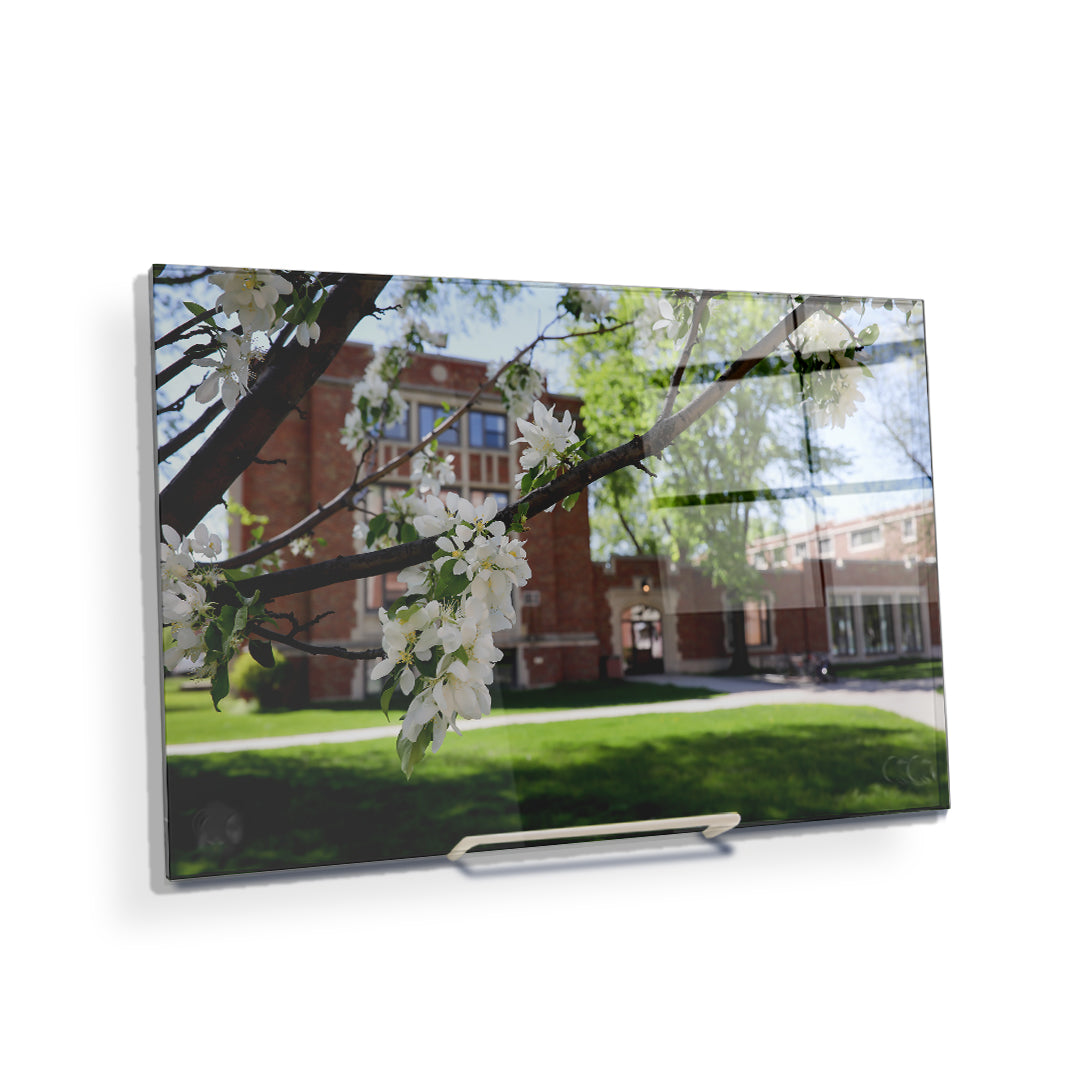 North Dakota Fighting Hawks - Cherry Blossoms - College Wall Art #Canvas