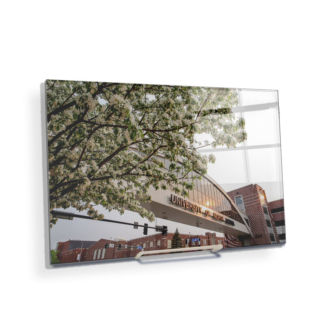 North Dakota Fighting Hawks - University of North Dakota Cherry Blossoms - College Wall Art #Canvas